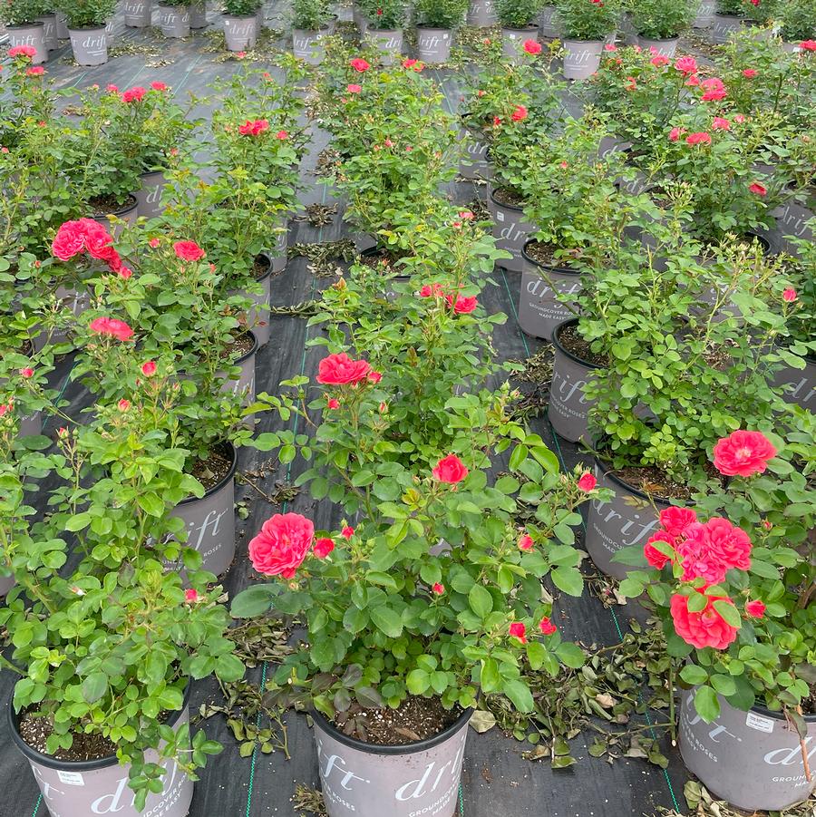 Rosa Coral Drift®