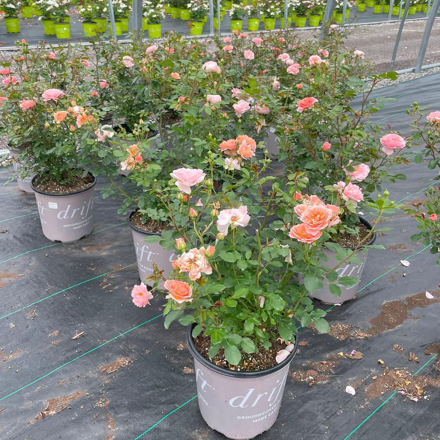 Rosa Apricot Drift®