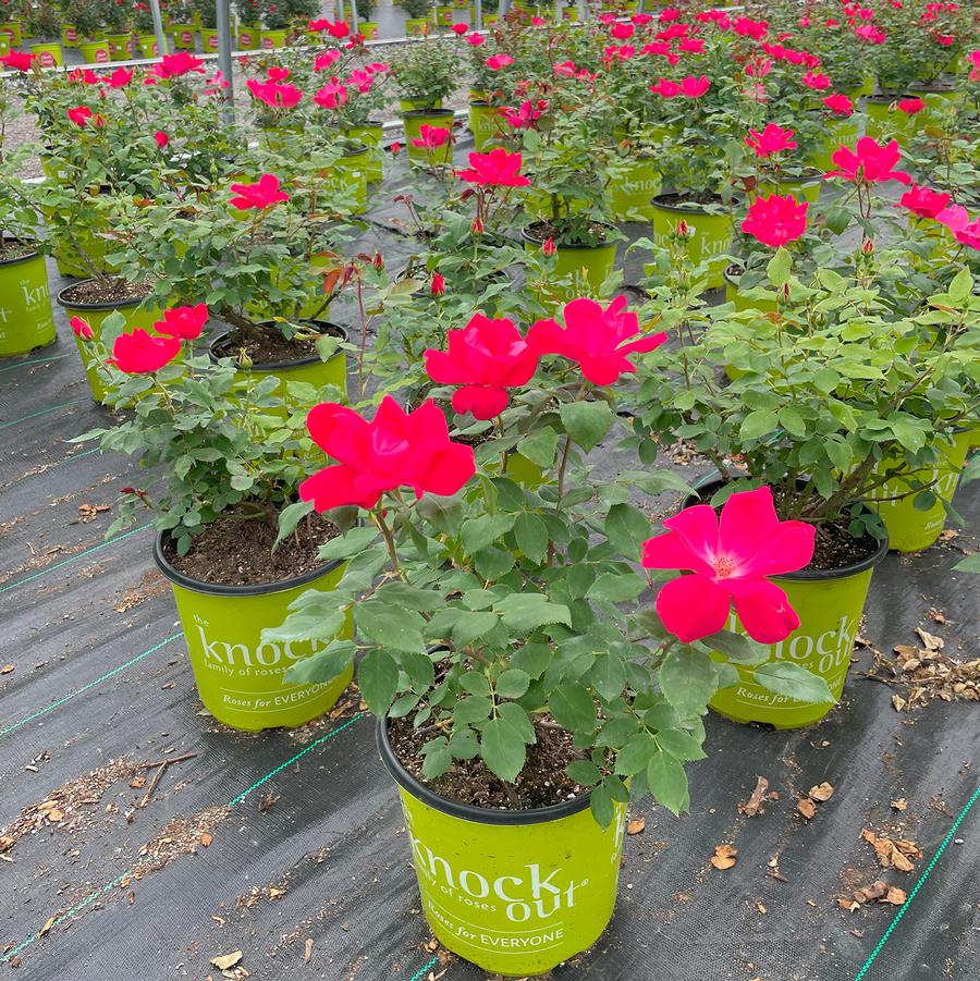 Rosa Knock Out®