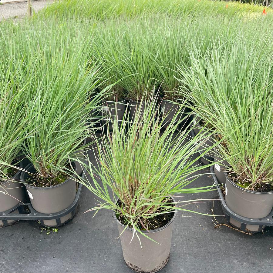 Schizachyrium scoparium The Blues