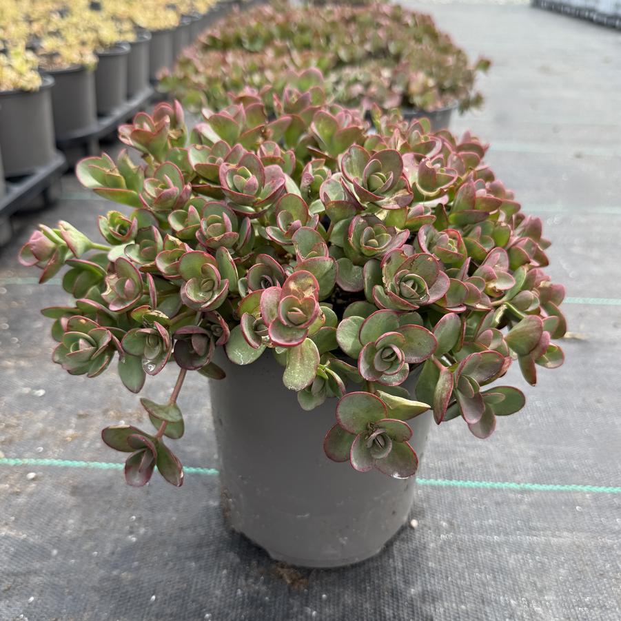 Sedum Sunsparkler® Lime Zinger