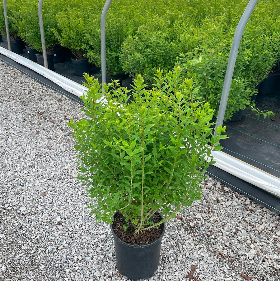 Spiraea japonica Little Princess