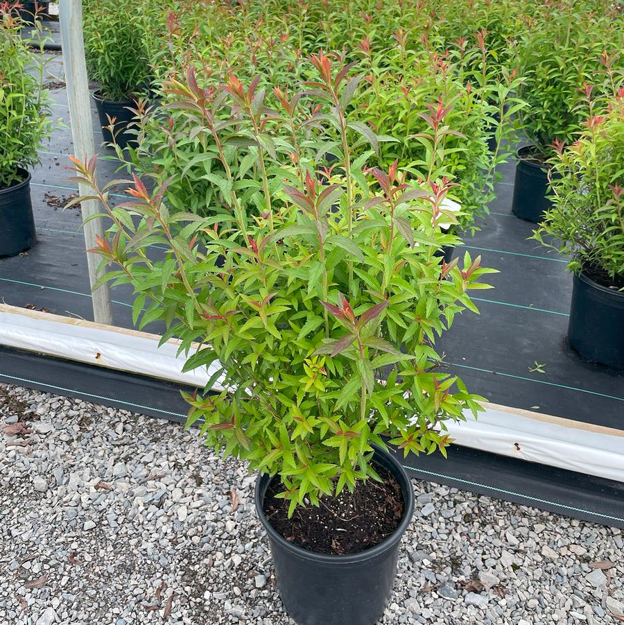 Spiraea japonica Neon Flash