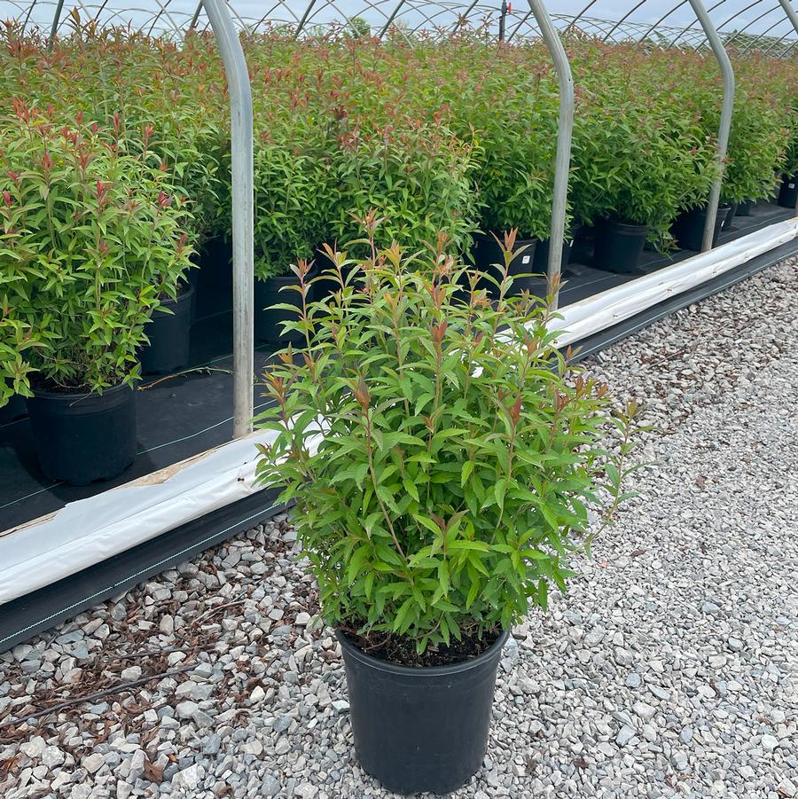 Spiraea x bumalda Dart's Red