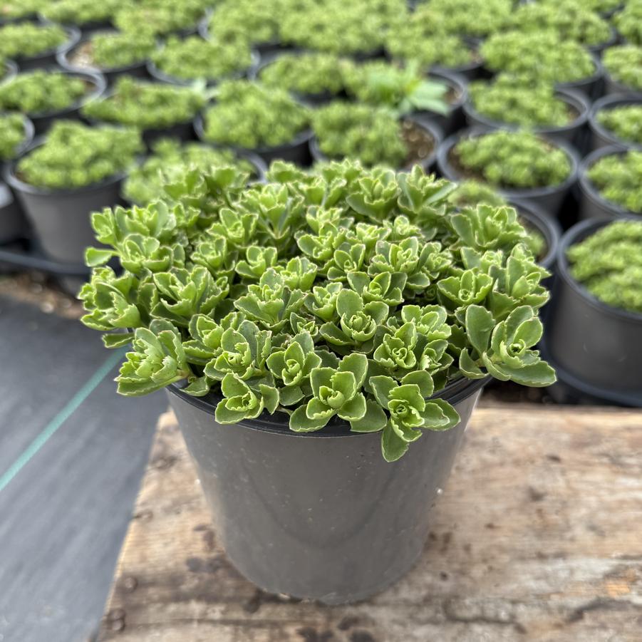 Sedum spurium Spot On™ Spot On™ Pink