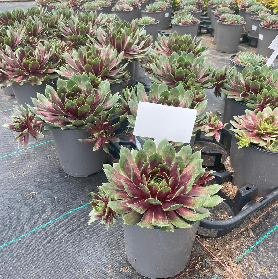 Sempervivum Chick Charms® Giant Emerald Explosion