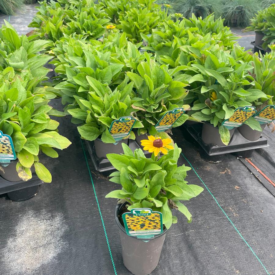 Rudbeckia hirta Toto® Lemon