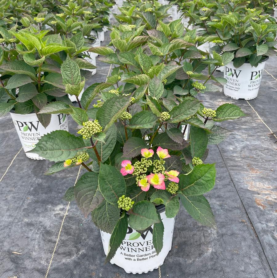 Hydrangea serrata Tuff Stuff Top Fun®