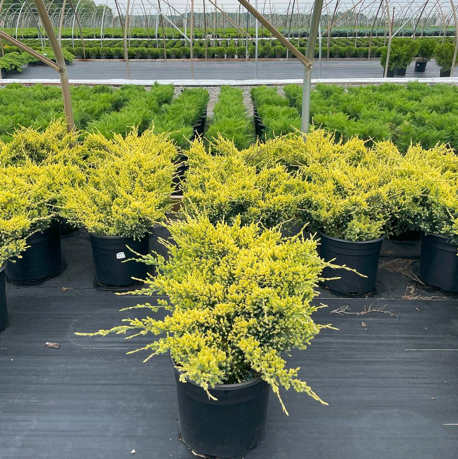 Juniperus squamata Dream Joy