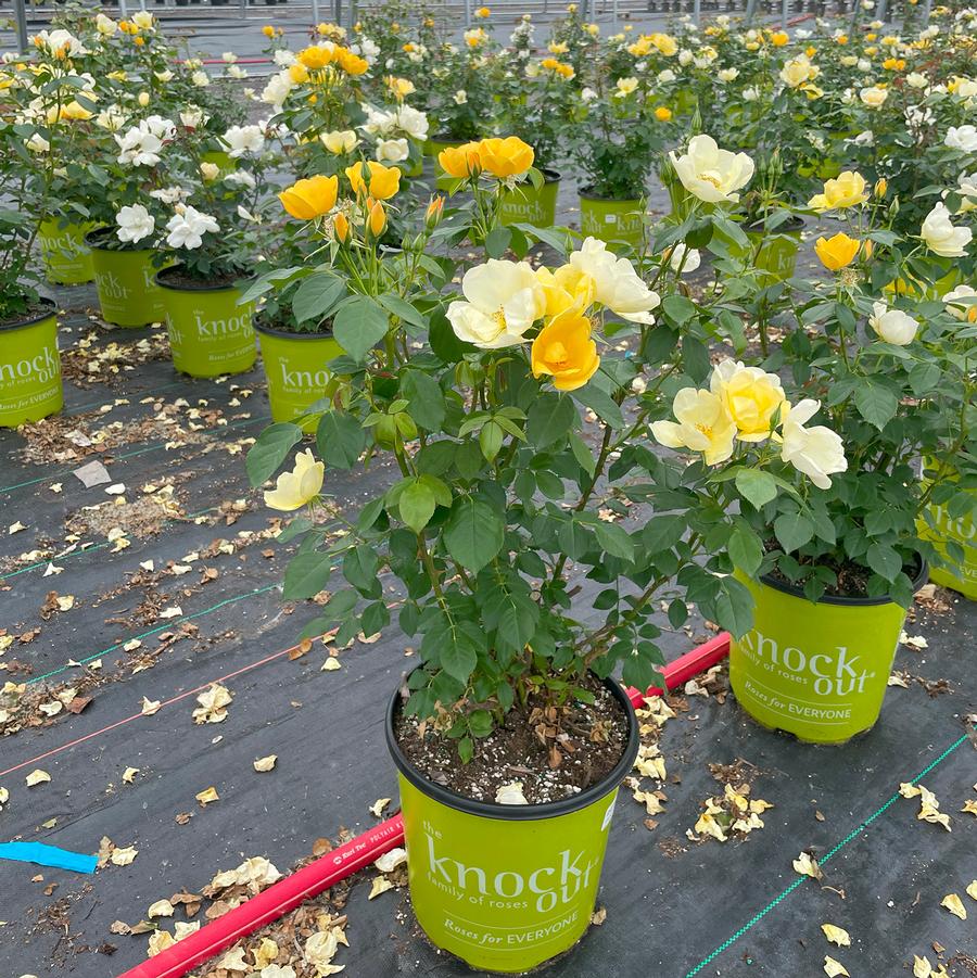 Rosa Knock Out® Easy Bee-zy™