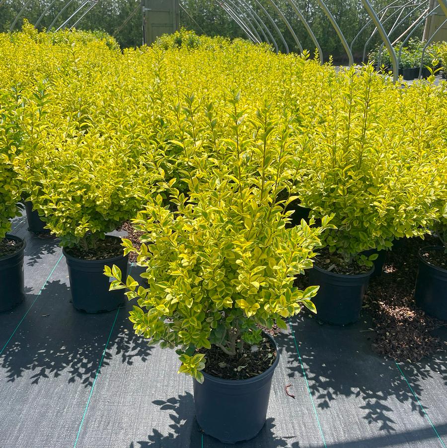 Ligustrum x ibolium aurea
