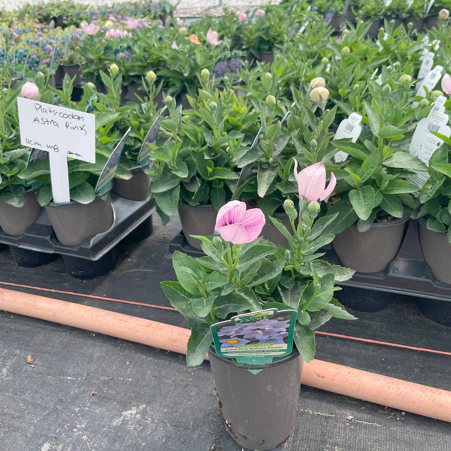 Platycodon grandiflorus Astra Pink