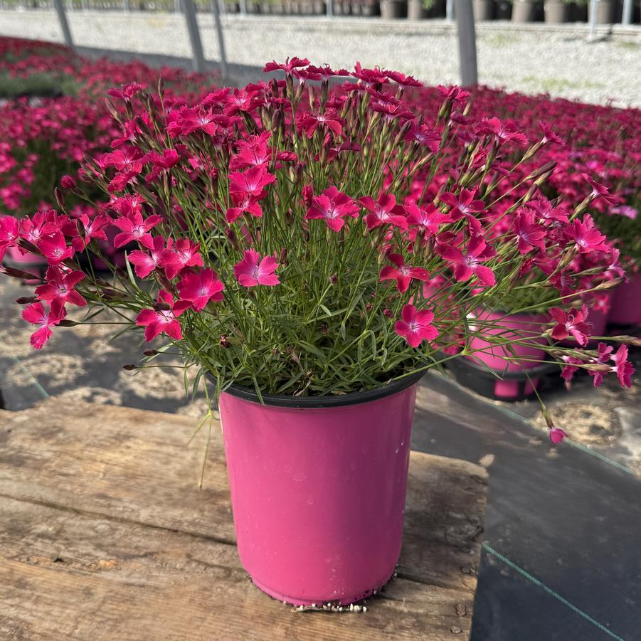 Dianthus Beauties® Kahori® Scarlet