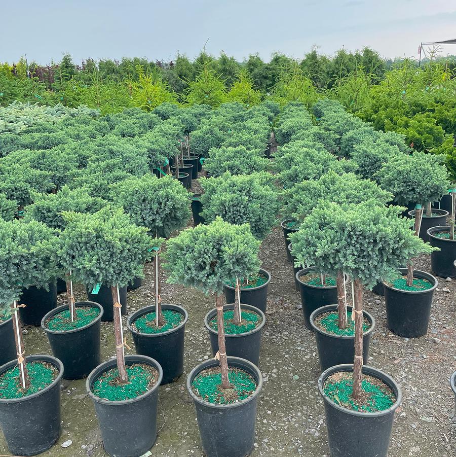 Juniperus squamata Blue Star-Standard