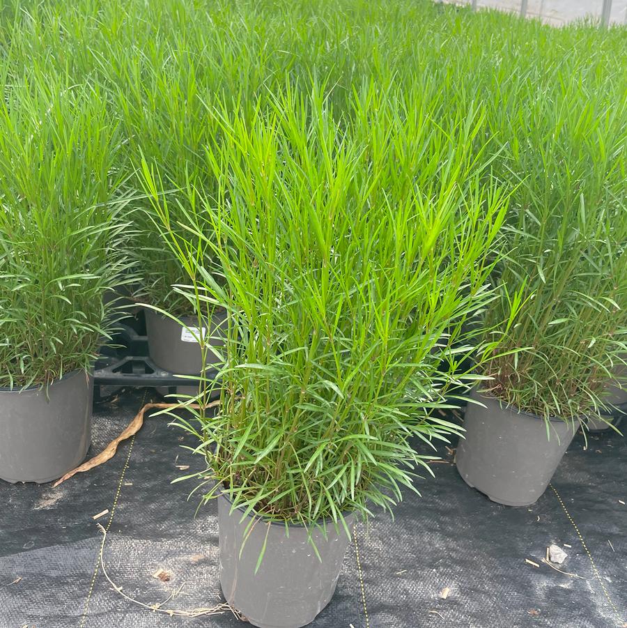 Coreopsis rosea American Dream