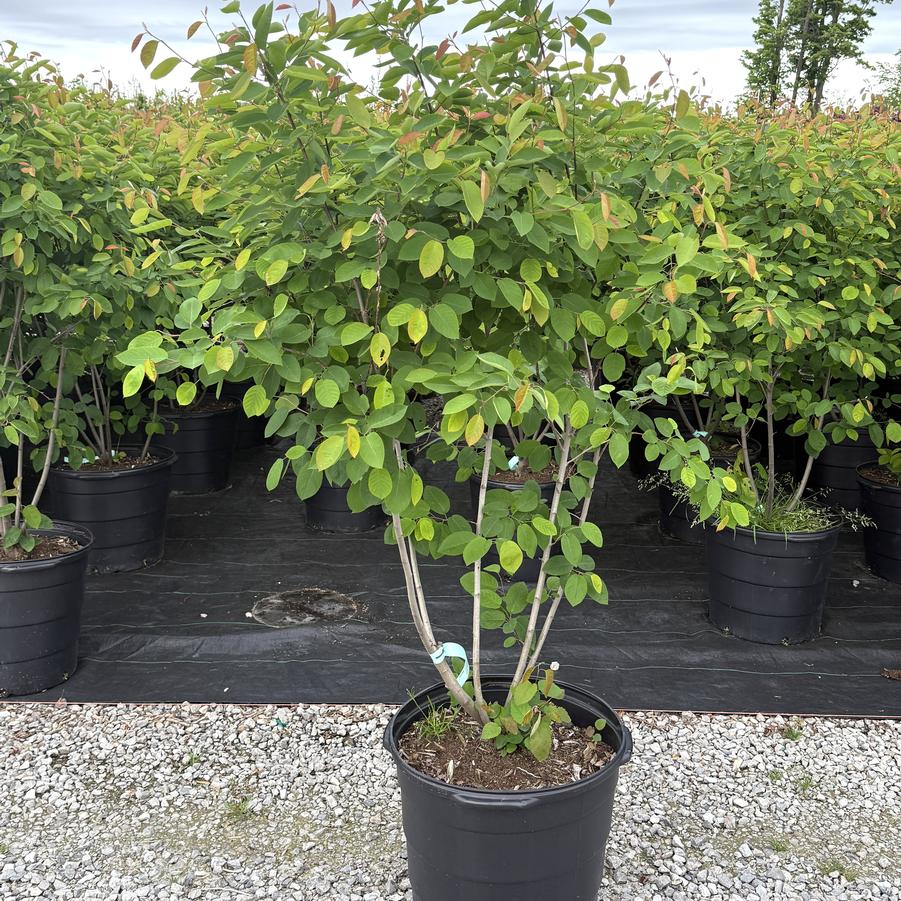 Amelanchier canadensis