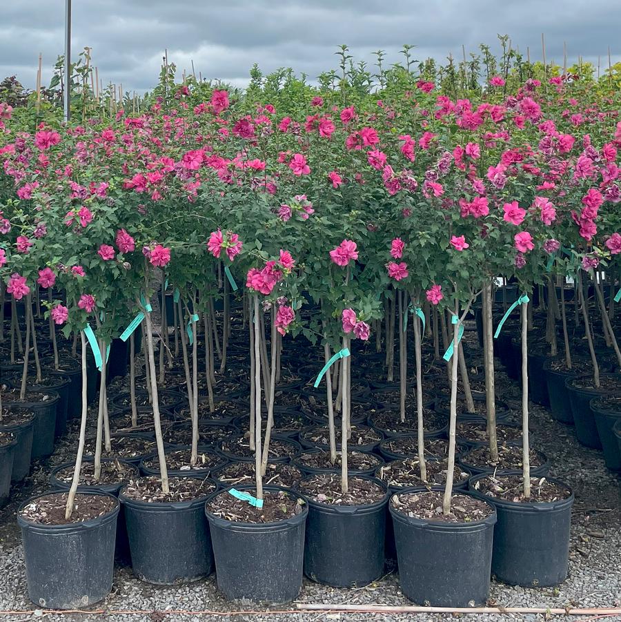 Hibiscus syriacus Boule de Feu-Standard