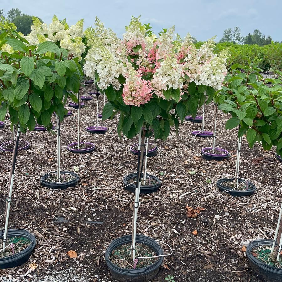 Hydrangea paniculata Pinky Winky®-Standard