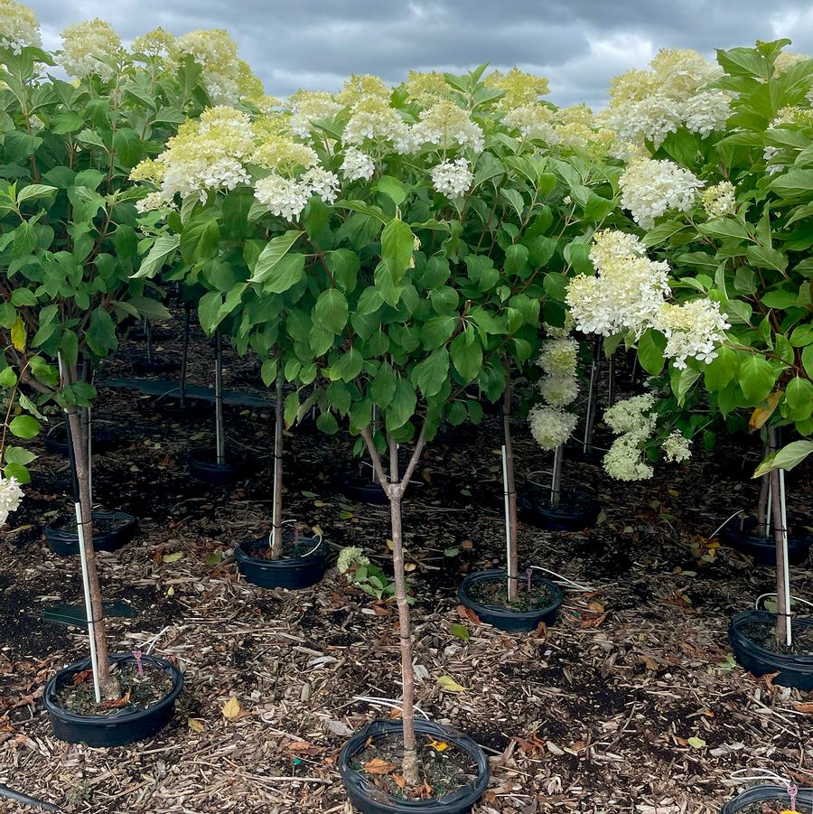 Hydrangea paniculata Phantom-Standard