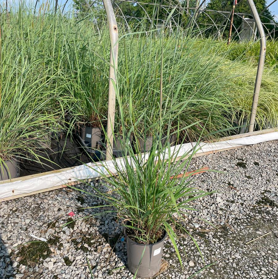 Sorghastrum nutans