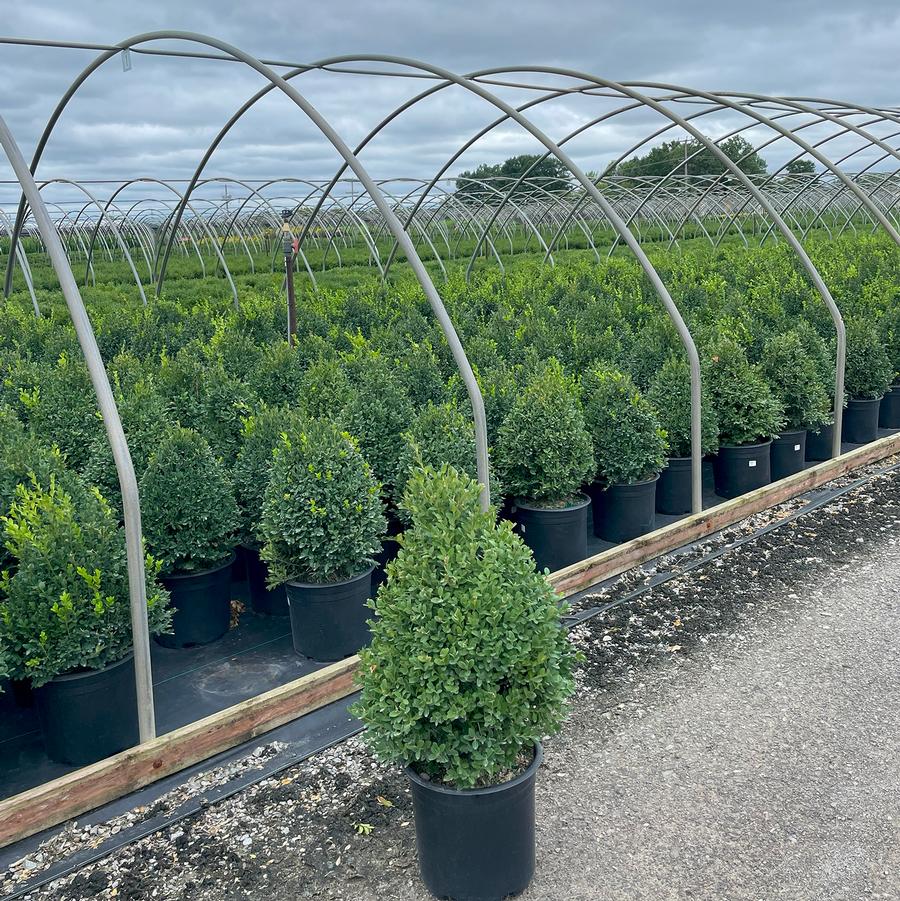 Buxus Green Mountain-Pyramid