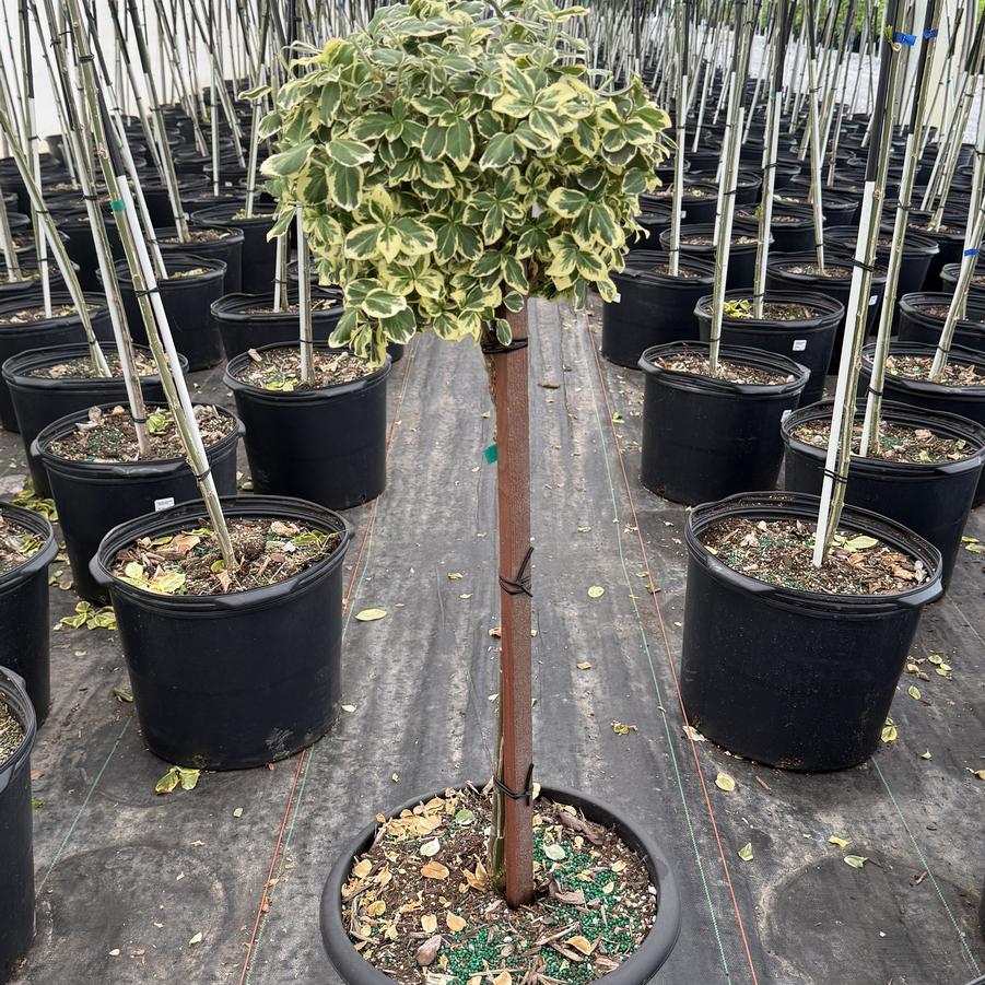Euonymus fortunei Emerald Gaiety-Standard