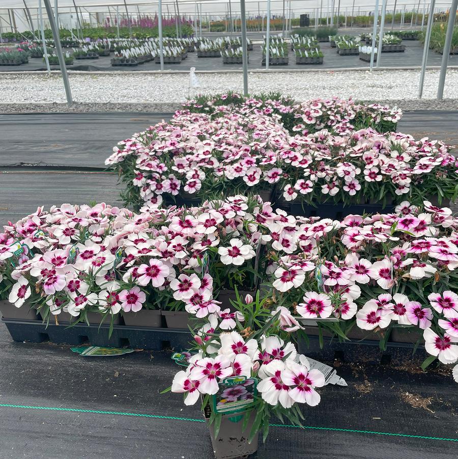 Dianthus chinensis Coronet™ White Purple Eye