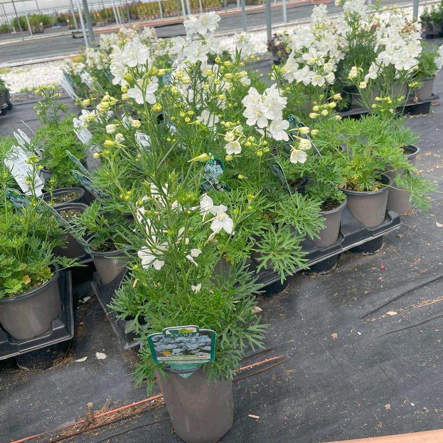 Delphinium grandiflorum Hunky Dory White