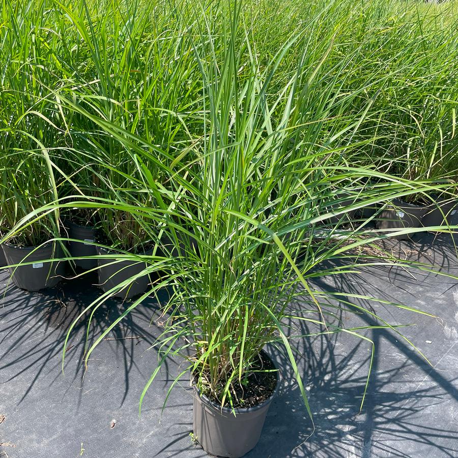 Miscanthus sinensis Nippon
