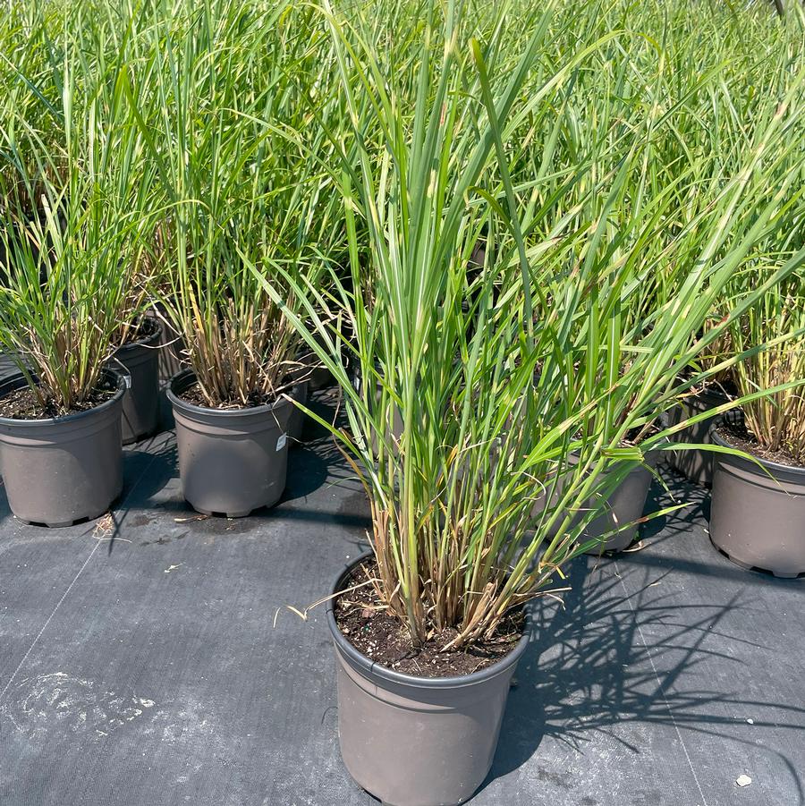 Miscanthus sinensis Zebrinus