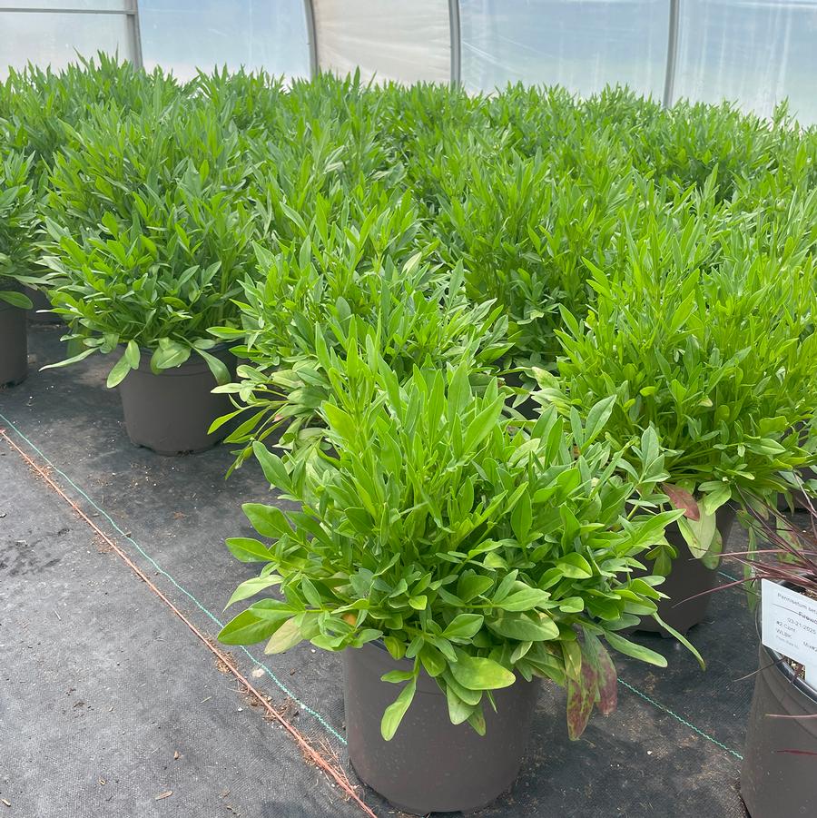Coreopsis Leading Lady Sophia
