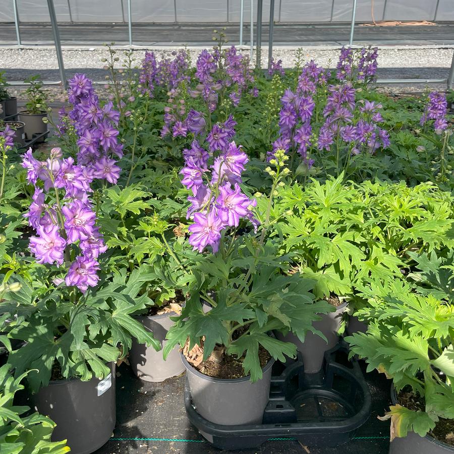 Delphinium Delgenius™ Breezin'