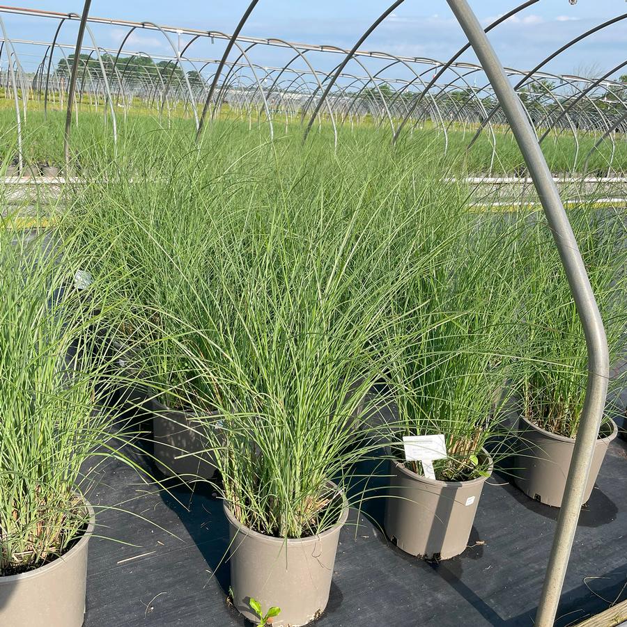 Miscanthus sinensis Gracillimus