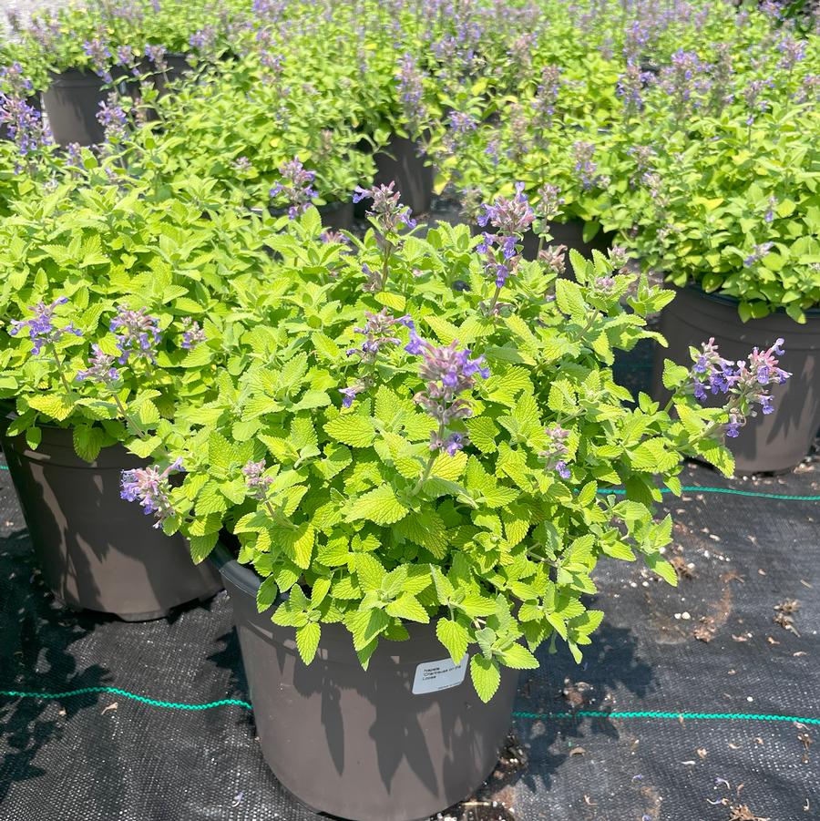 Nepeta Chartreuse on the Loose