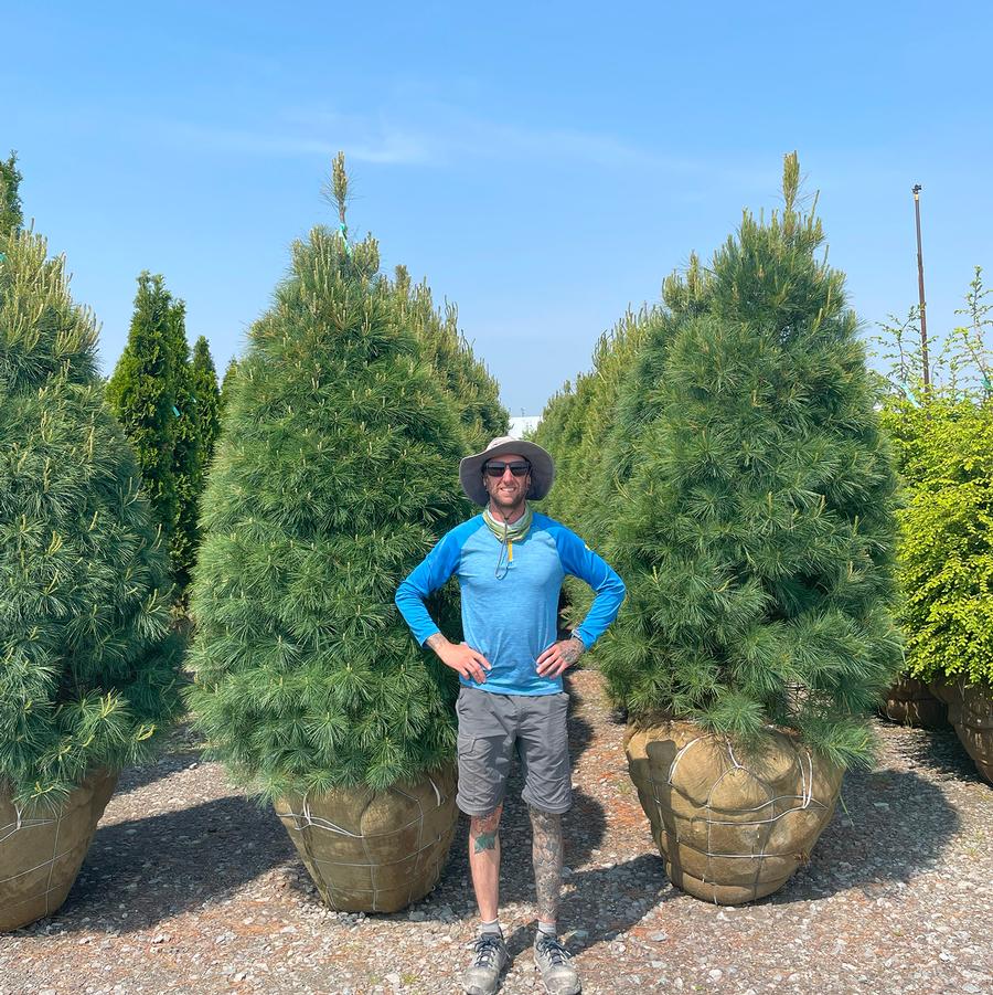 Pinus strobus