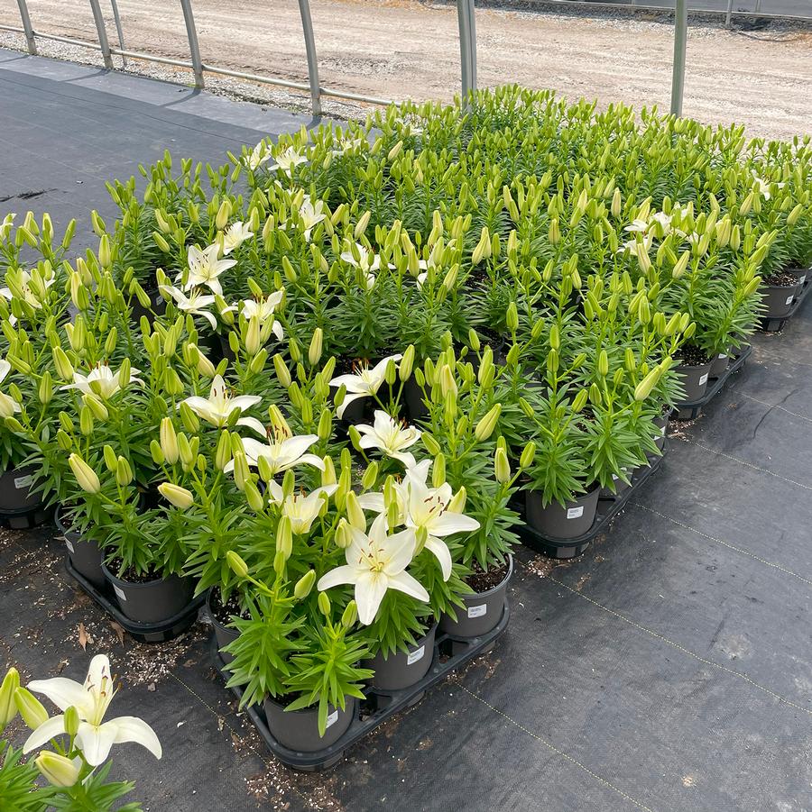 Lilium asiatic Sparkling Joy