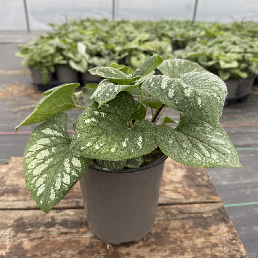 Brunnera macrophylla Emerald Mist