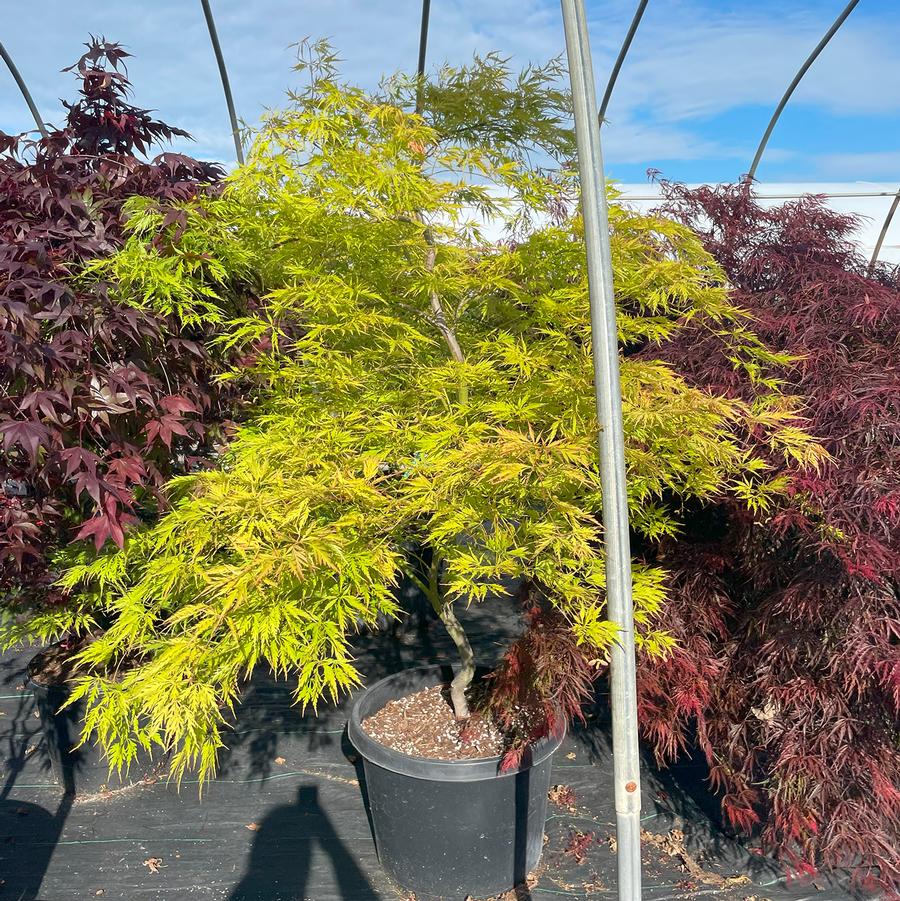 Acer palmatum var. dissectum Waterfall