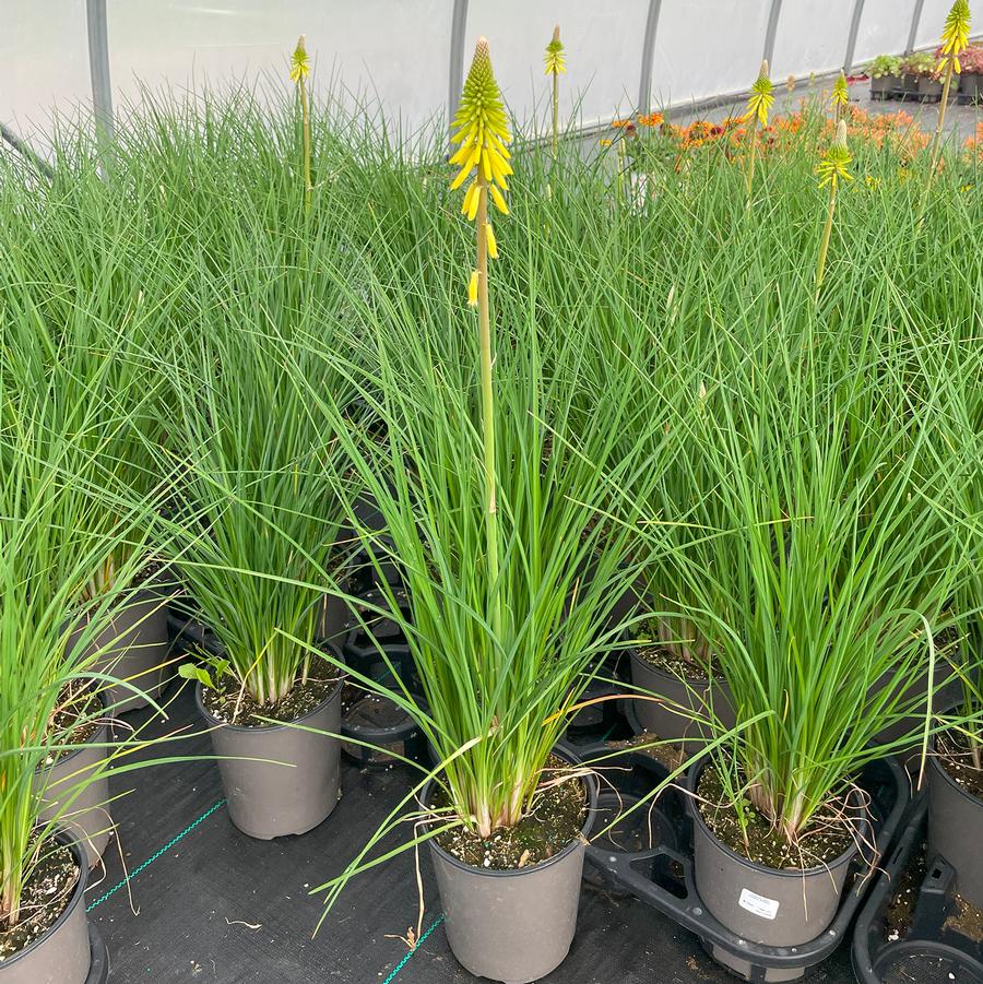 Kniphofia uvaria Glowstick