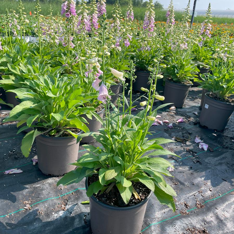 Digitalis purpurea Camelot Lavender