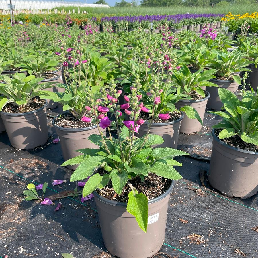 Digitalis purpurea Dalmation Purple