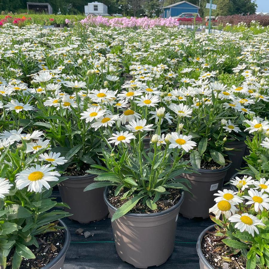 Leucanthemum x superbum Sweet Daisy™ Birdy