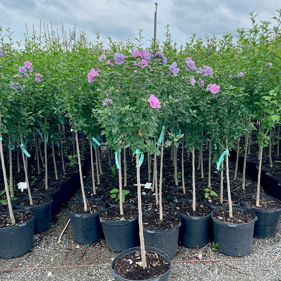 Hibiscus syriacus Ardens - Standard