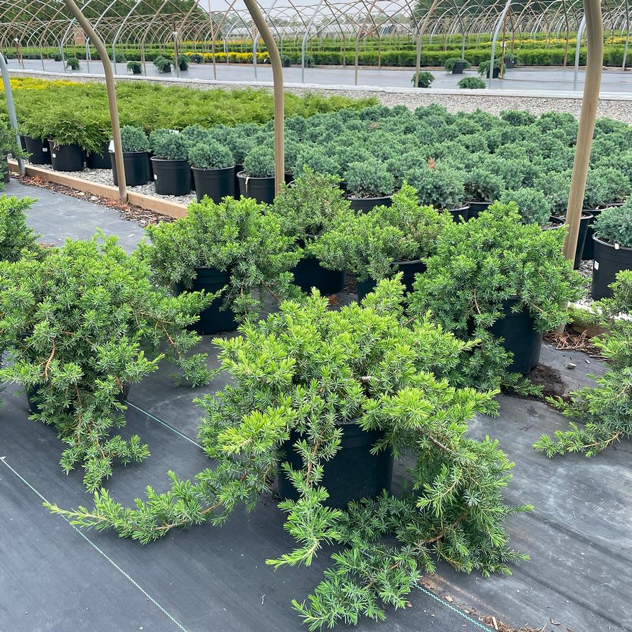 Juniperus conferta Blue Pacific
