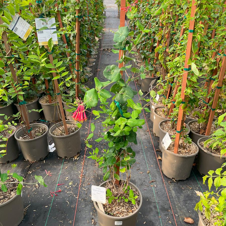 Lonicera x brownii Dropmore Scarlet