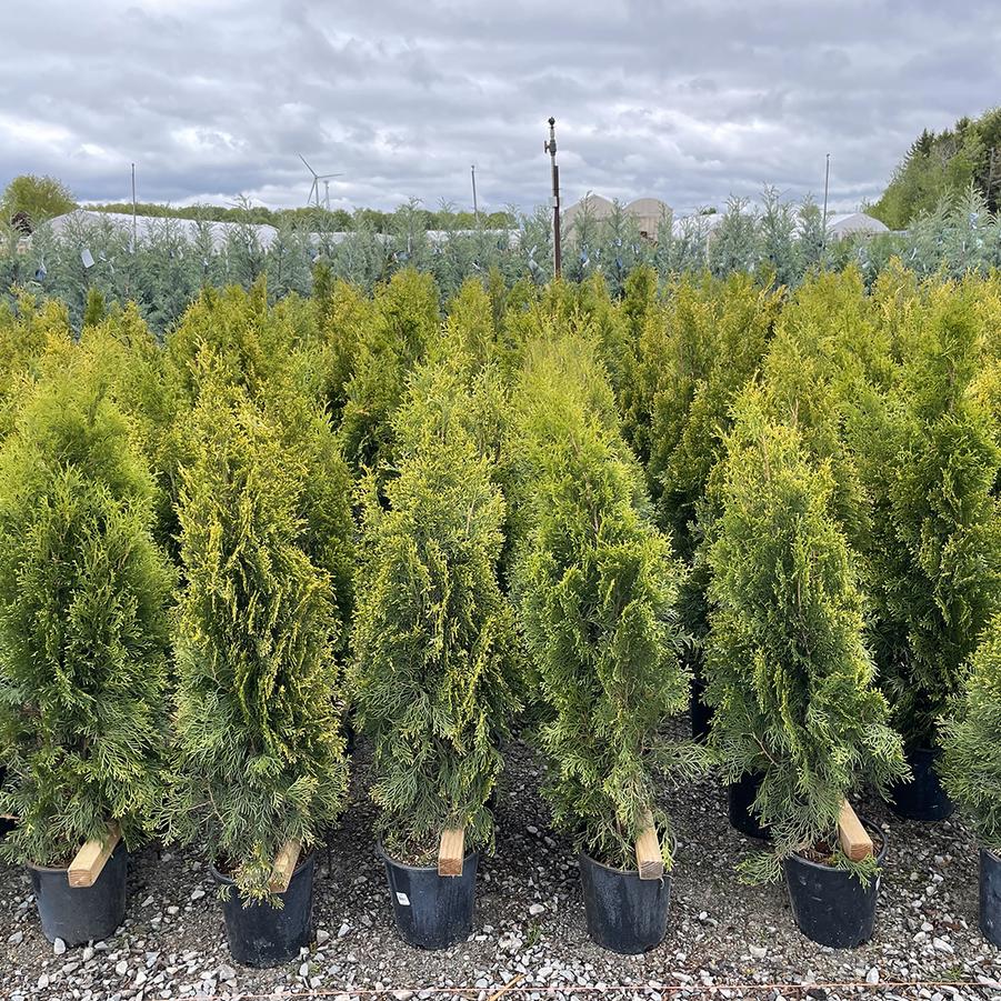 Thuja occidentalis Emerald