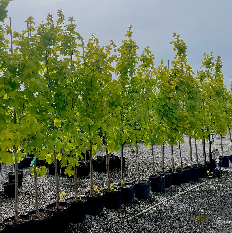 Acer platanoides Princeton Gold