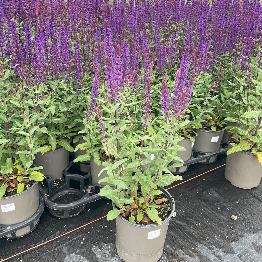 Salvia nemorosa Caradonna
