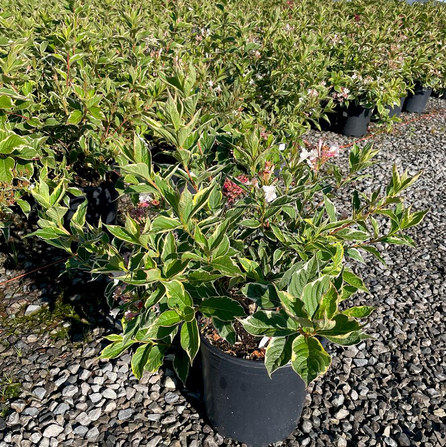 Weigela florida Nana Variegata