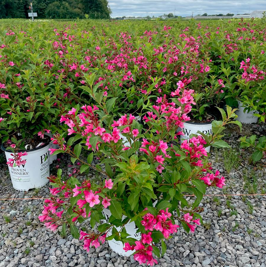 Weigela florida Sonic Bloom® Pink